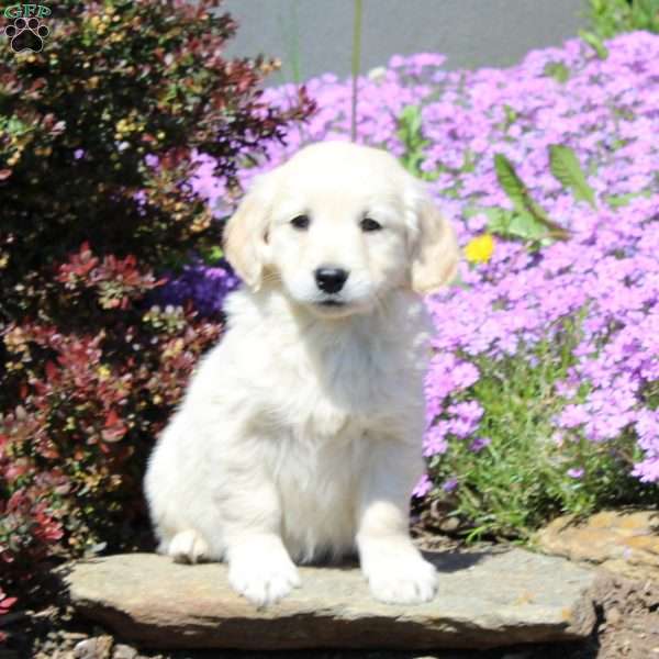 Robin, Goldendoodle Puppy
